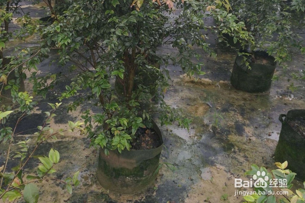 嘉宝果应该怎样种植？