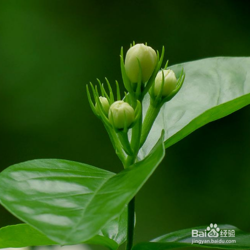 茉莉的养殖方法是什么？