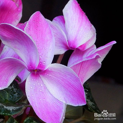 仙客来叶子变黄了怎么办？