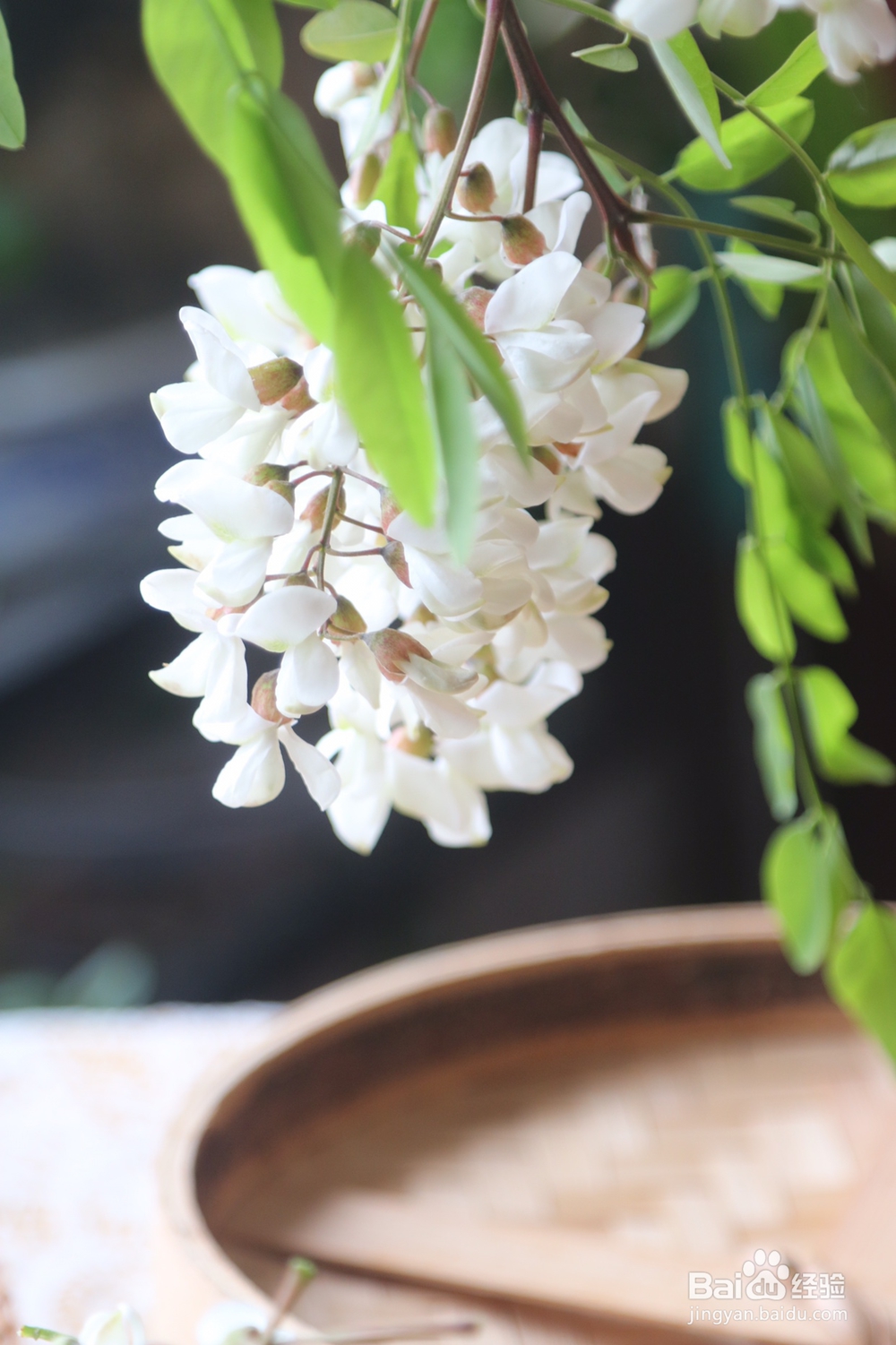 心心念念的洋槐花麦饭