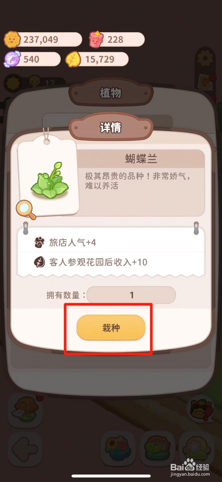 乌冬的旅店如何栽种蝴蝶兰
