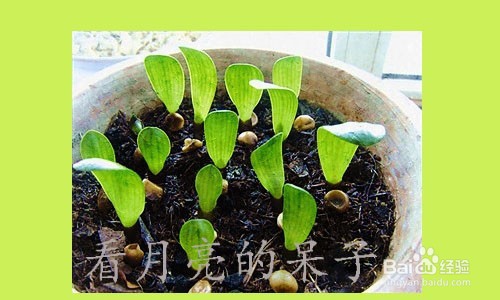 怎么种植和养殖花草