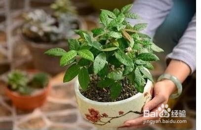 怎么做龙眼盆栽