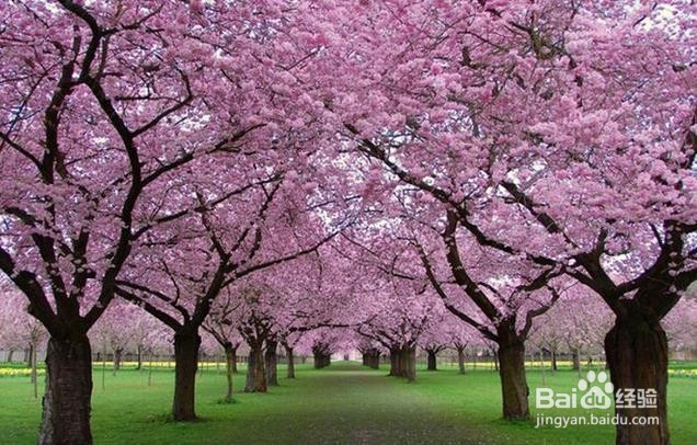 血管该如何清洁(吃什么食物)