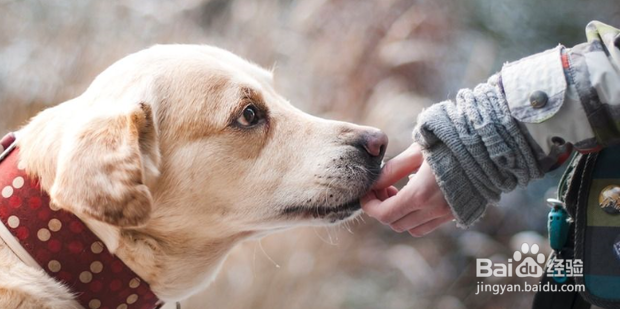 狗狗被蜱虫叮咬后怎么治疗
