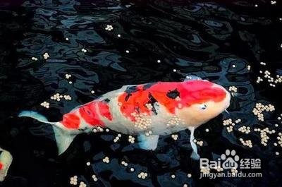 锦鲤甩籽后怎么处理鱼缸
