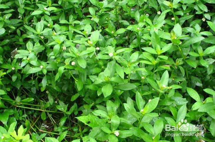 杀死水花生的最好方法