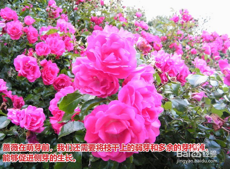 蔷薇修剪时间和方法