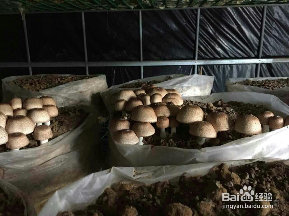 空气源高温热泵烘干机应用在香菇烘干的工艺流程