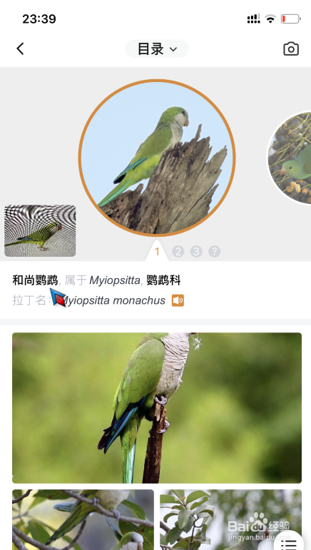 怎么使用手机拍照识别鸟类名称