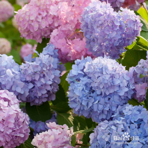 怎么才能把八仙花养殖好?