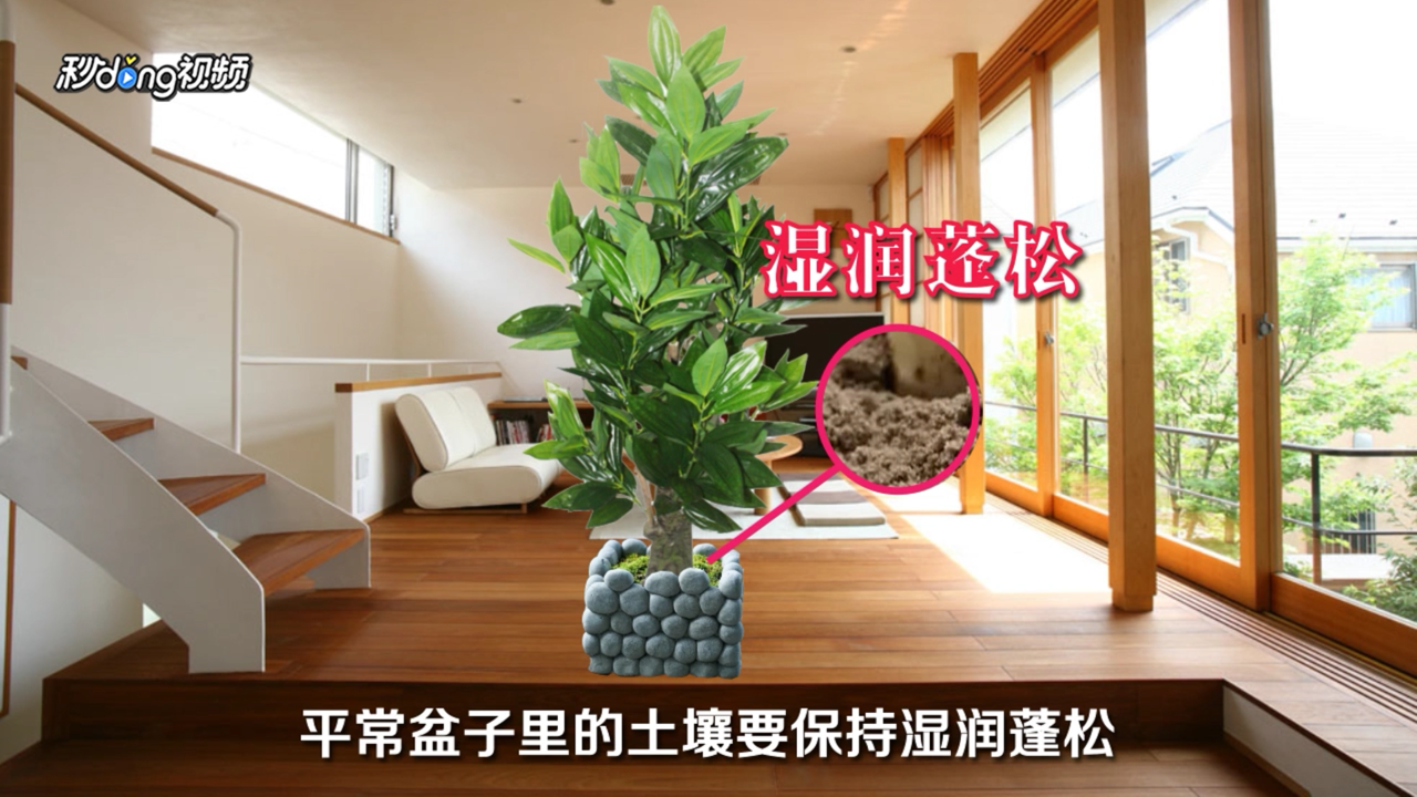 室内大型盆栽植物