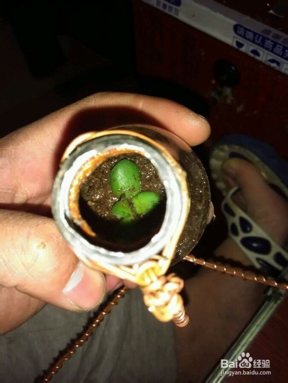 灯泡盆景怎么制作