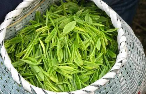 茶叶有保质期吗