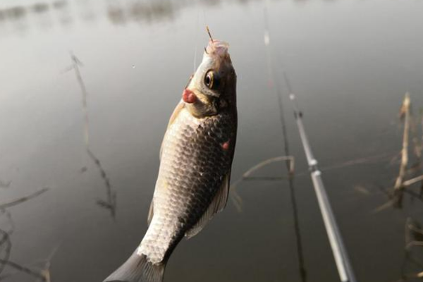 钓鲤鱼的甜荒食水剂怎么用