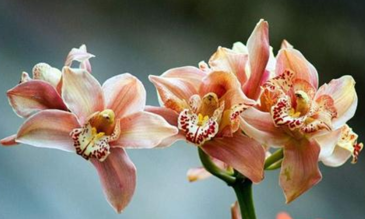 大花蕙兰能年年复花吗