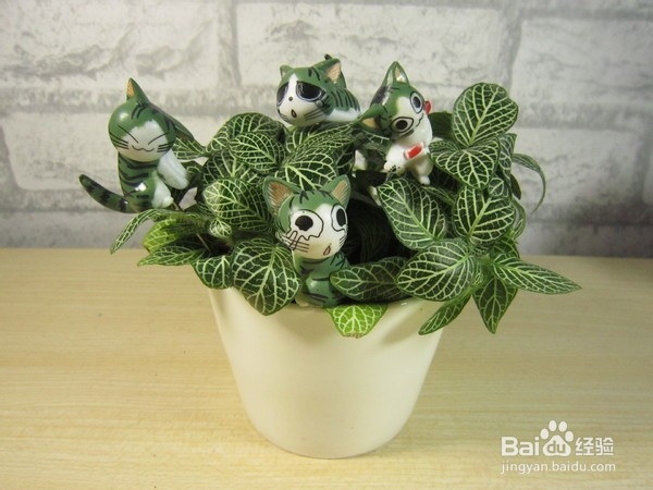 多肉植物黑腐病该怎么办