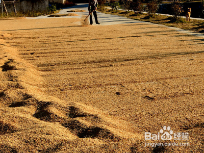 饱满的稻谷和瘪稻谷怎么分开?