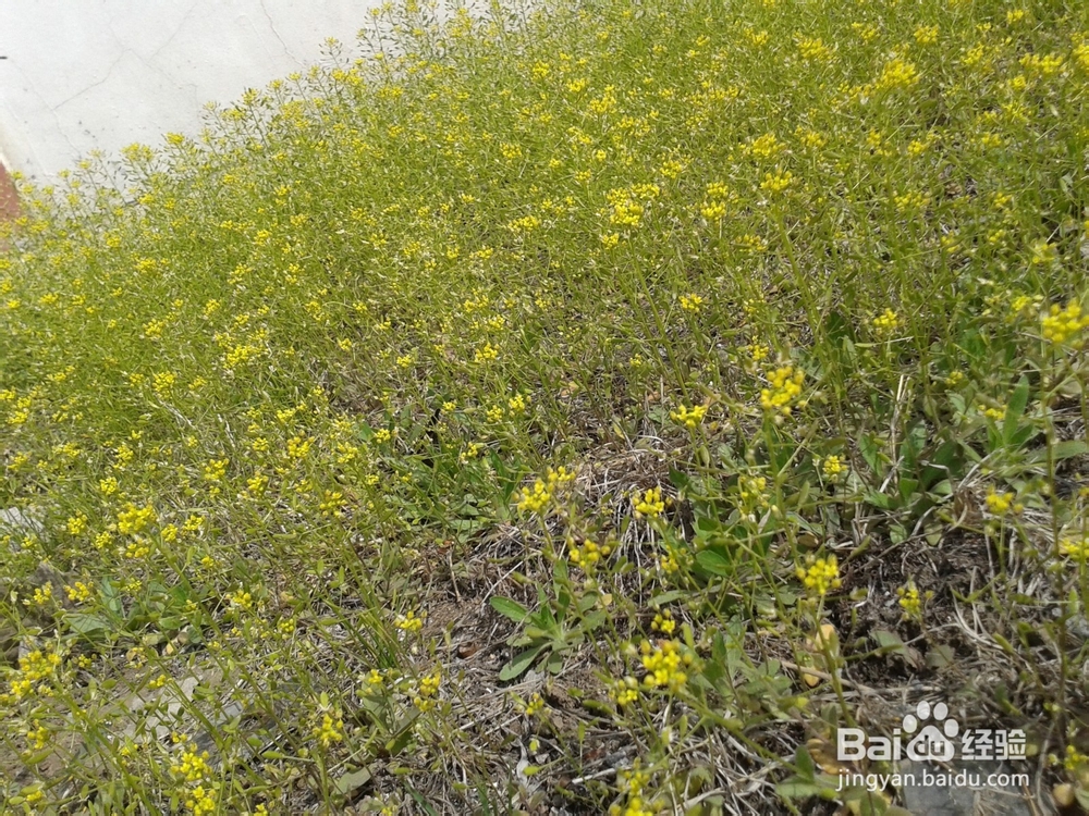 蜂蜜的几大功效,我和小伙伴们都惊呆了。