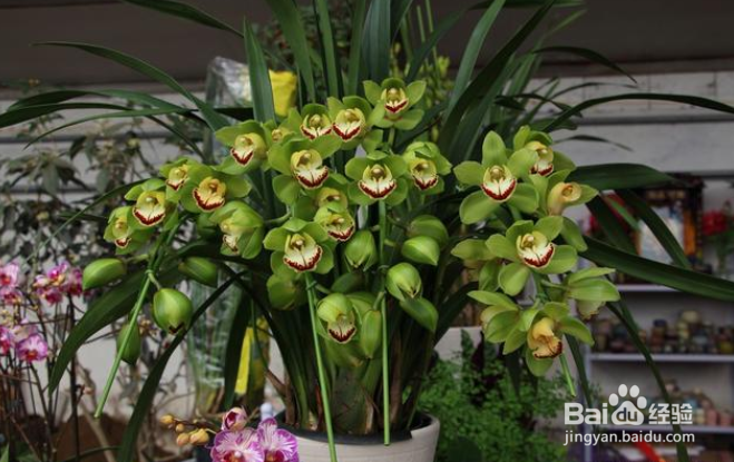 十几年养大花蕙兰经验分享