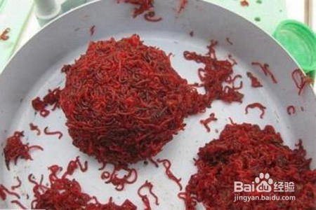 春天钓鲫鱼技巧