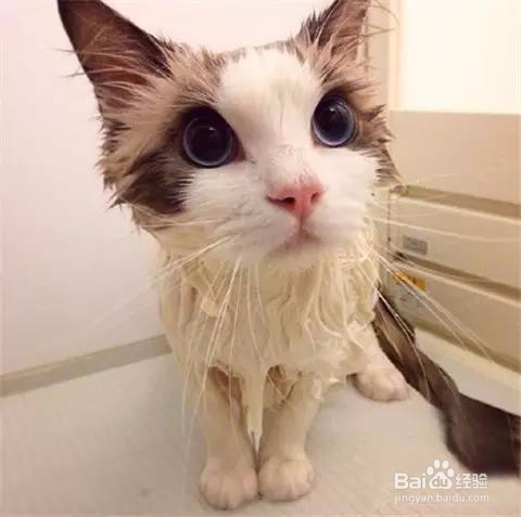 如何梳理宠物猫的毛发?