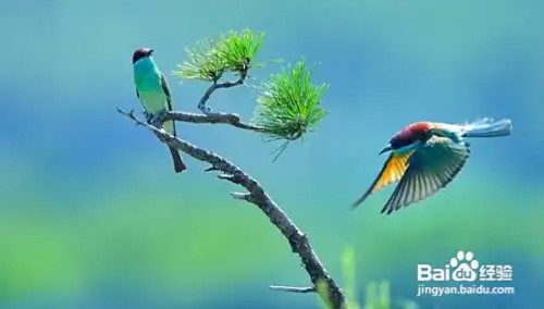拍摄花鸟有什么小技巧么？