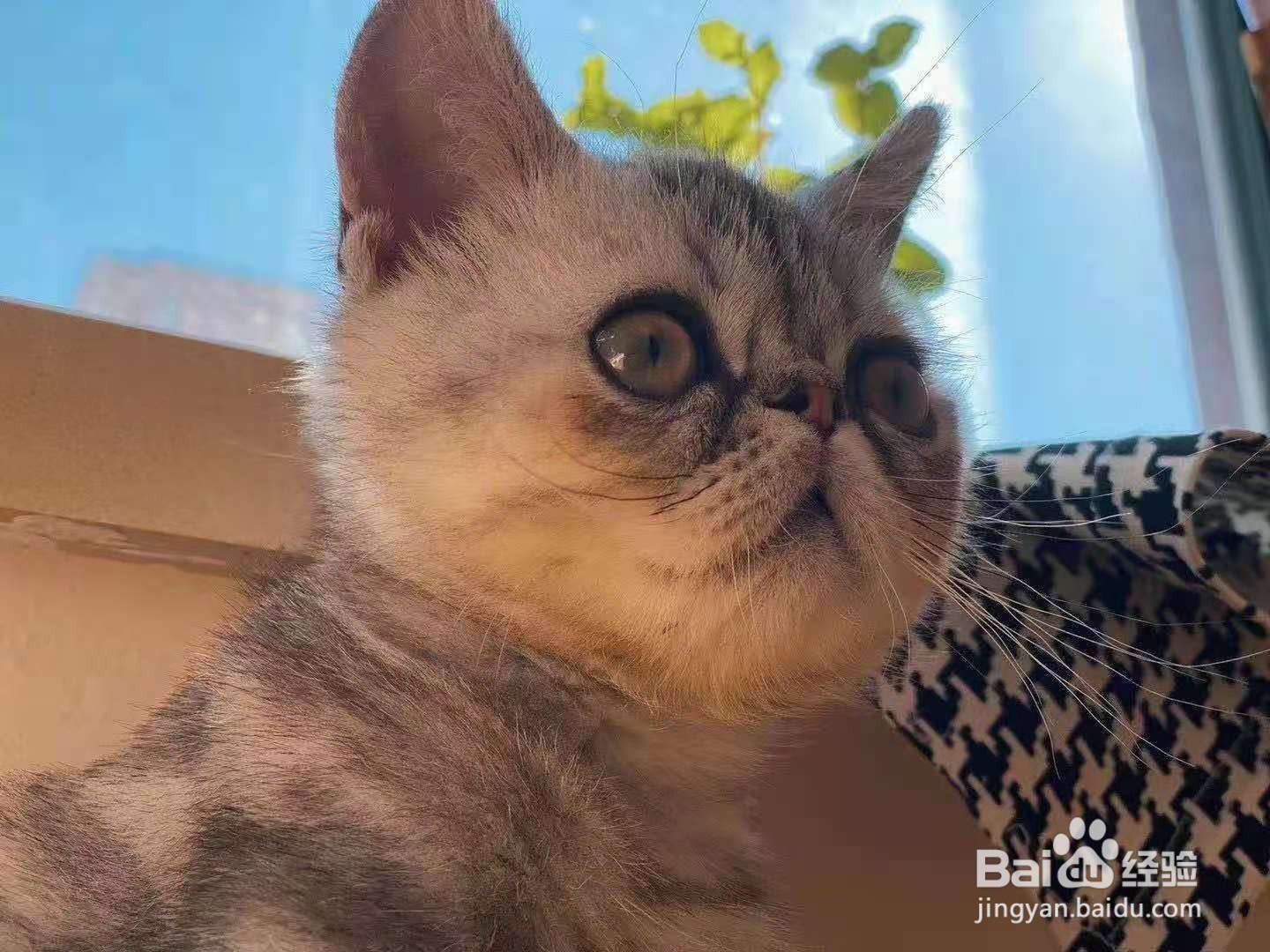 幼猫猫粮哪个牌子比较好?如何进行选择会更好