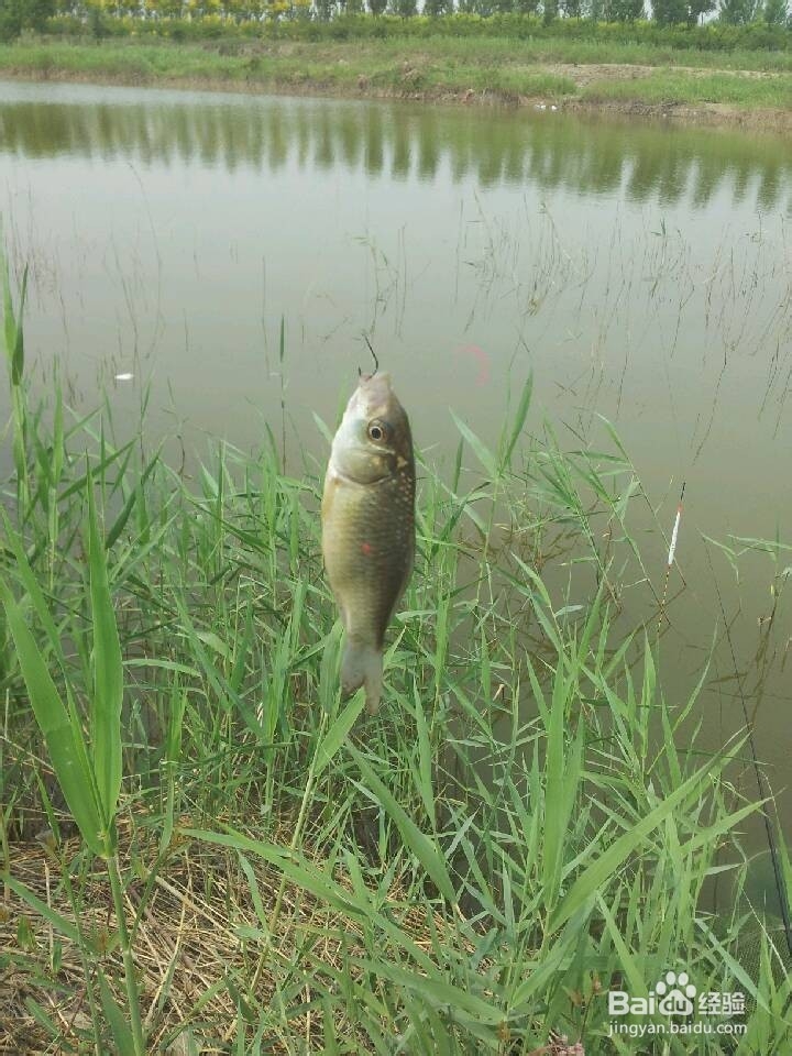 鲫鱼咬钩的各种浮漂看相