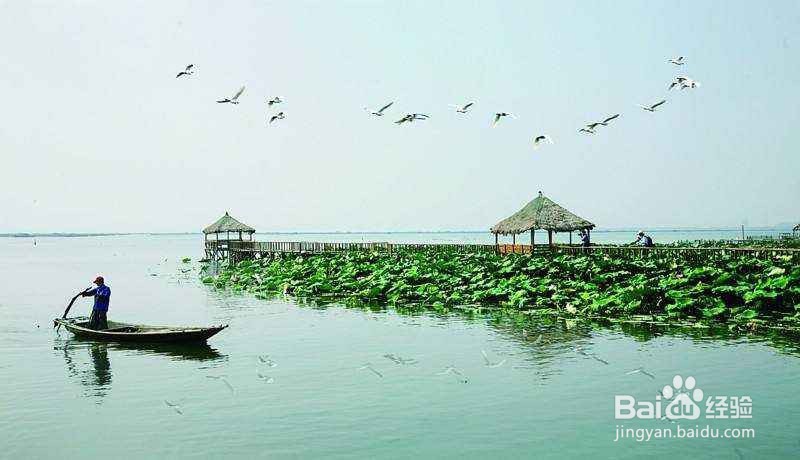 阳澄湖莲花岛旅游攻略2018