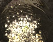 素炒油菜的做法