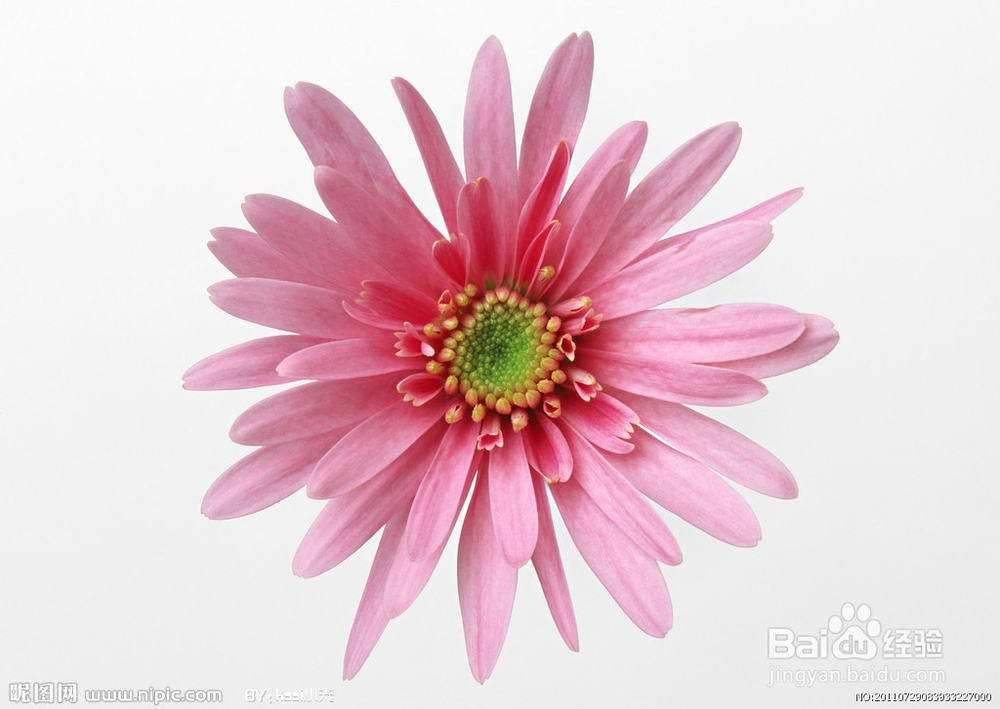 教你怎么学会叠纸花。