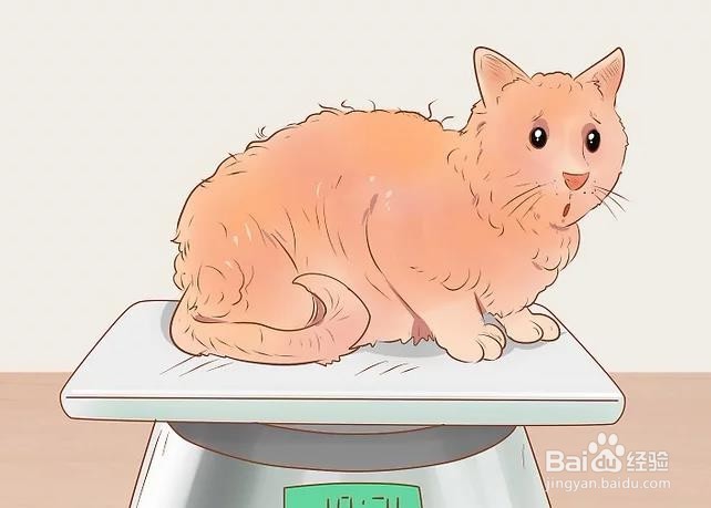 如何判断猫是否生病