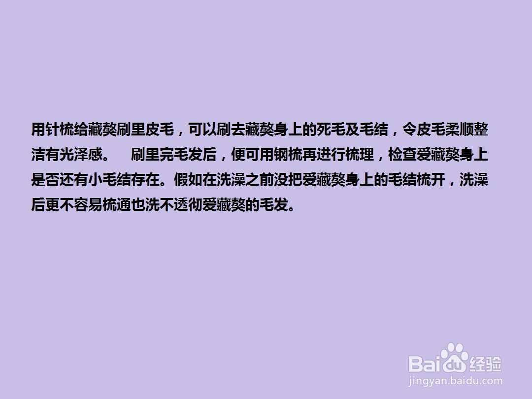 如何给藏獒犬“美容”？