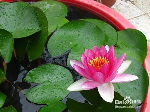 如何栽培盆栽水莲花 百度经验 如何栽培盆栽水莲花 百度经验