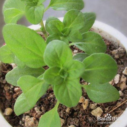 马约兰的培育方法和注意事项