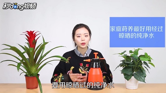 如何养殖鸿运当头花