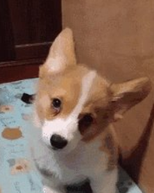 怎么训练柯基犬 最初的训练内容有哪些