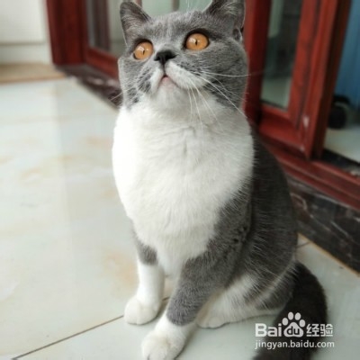 猫咪喜欢挡路怎么办