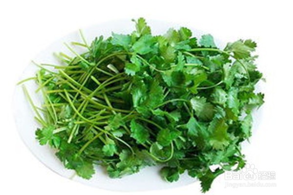如何种植香菜