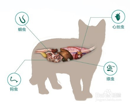 <b>猫肚子里有虫子的表现及驱虫药推荐</b>