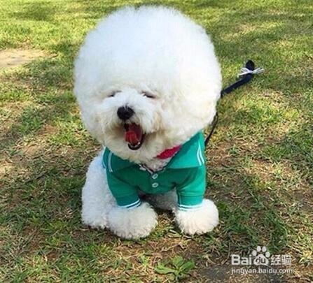 听说汪星人将统治娱乐界，新晋网红“毛球”！