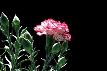 怎样培育香石竹新品种?