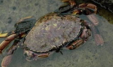 螃蟹从冰箱里拿出来为什么不动了