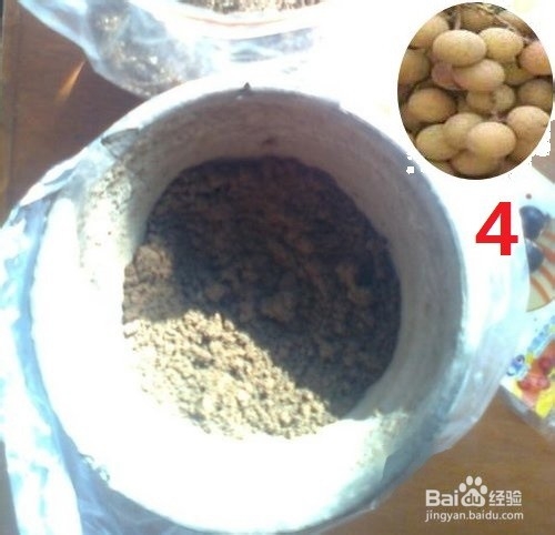 龙眼盆栽种发与大面积大规模种植方法