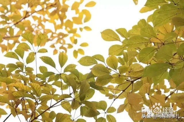 哈尔滨旅游攻略飞猪旅游