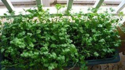 香菜种植方法和时间