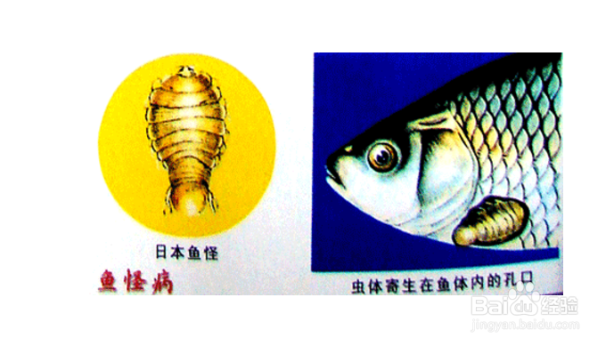 鱼怪病的症状与防治