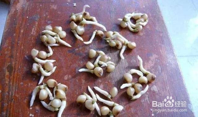 年后君子兰结果子,1个小技巧变成君子兰大户!