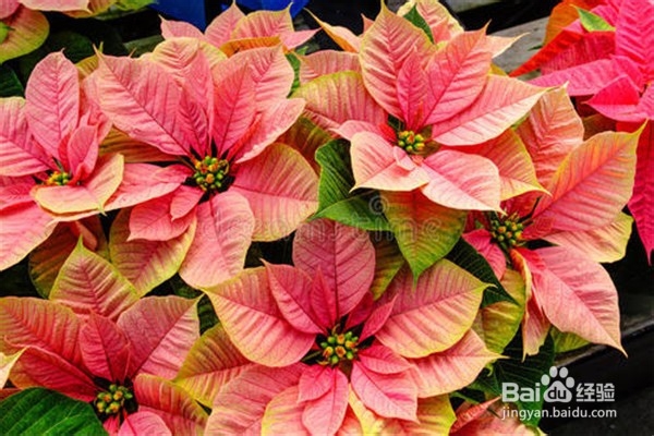 蟹爪兰的养殖和注意事项有什么？